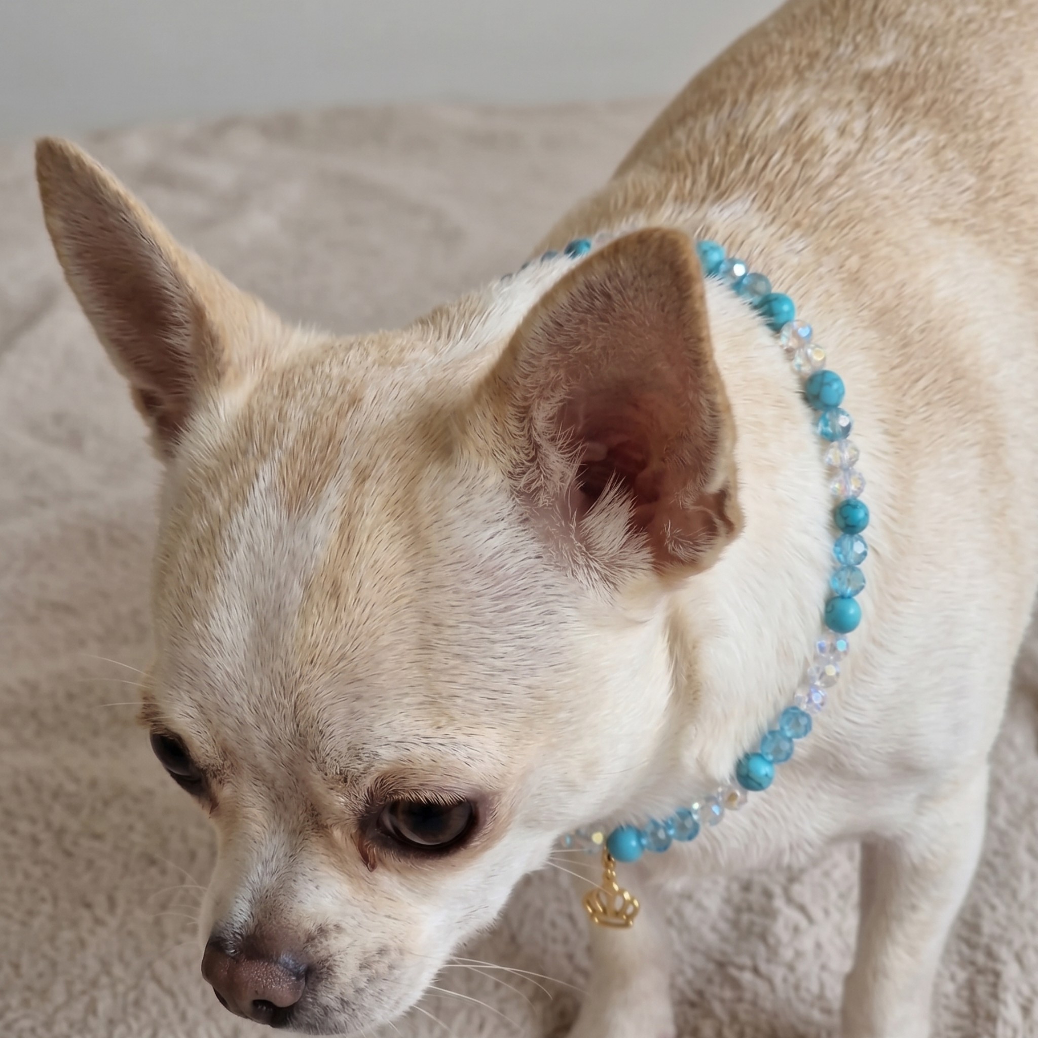 Collana per Cani "Royal Azure" con Pietre Naturali e Ciondolo Corona
